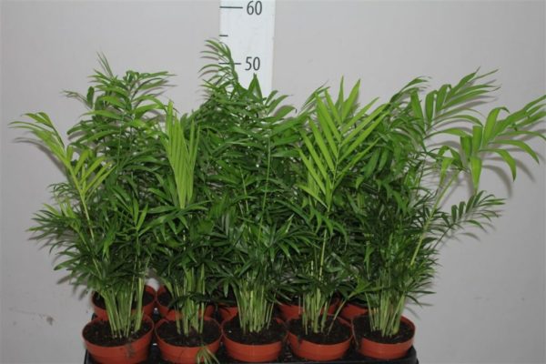 Fiore di Chamaedorea