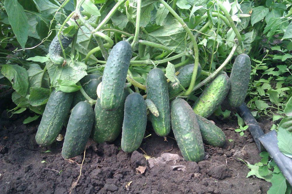 Gurken im Garten