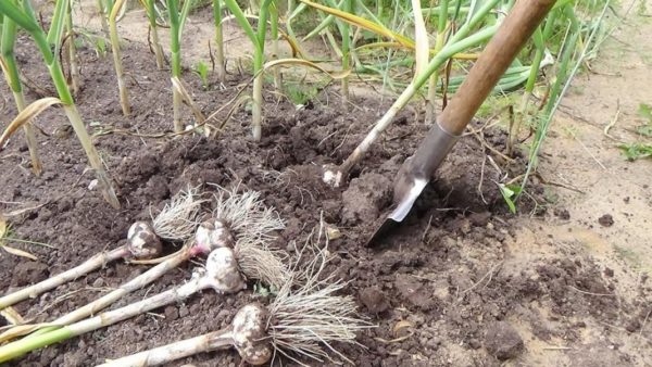 harvesting garlic