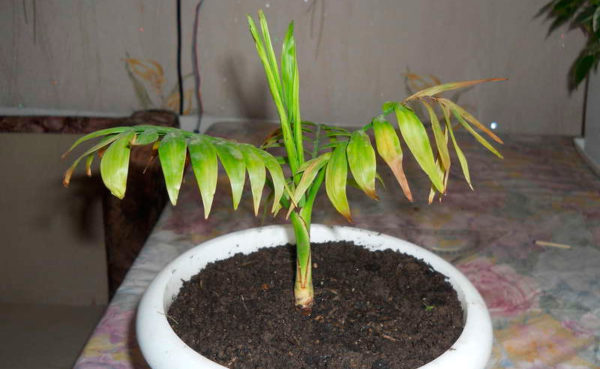malattia della palma