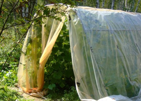 serre pour concombres
