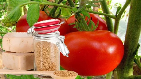 pomodori