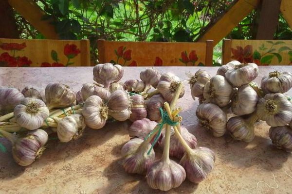 harvesting garlic