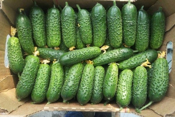 récolte de concombres de l'Amour