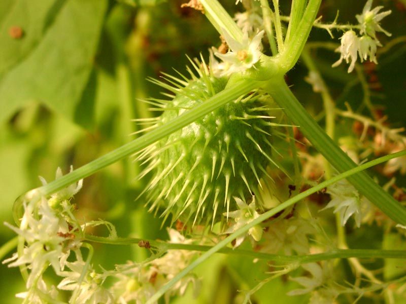 Echinocisti