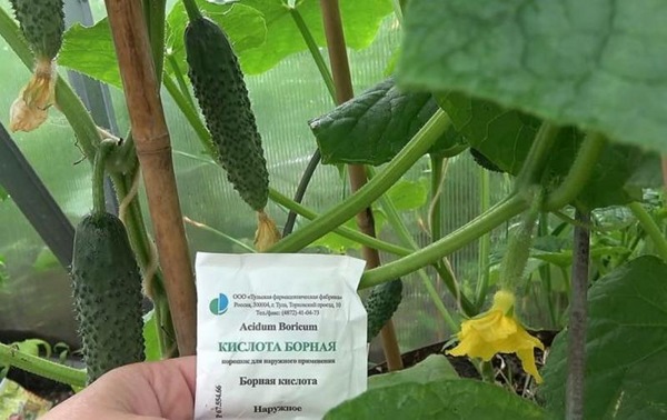 Comment nourrir les concombres avec de l'acide borique
