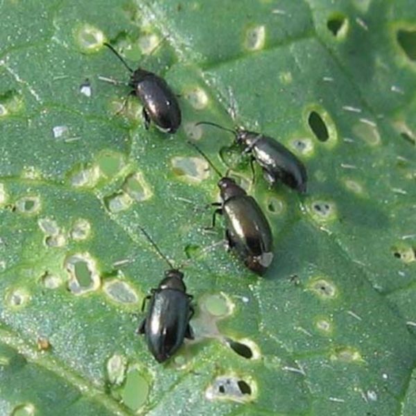 Fighting cruciferous flea beetles