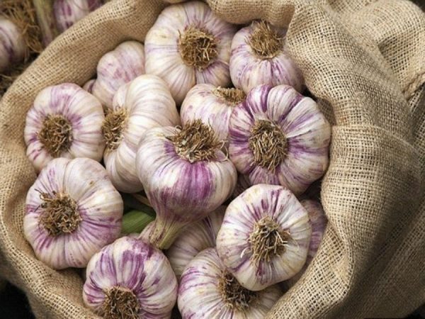 storing garlic