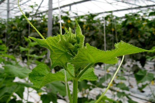 formation of cucumbers in a greenhouse