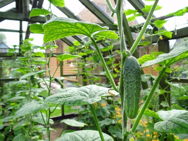How to pinch cucumbers in a greenhouse