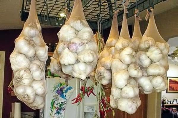 storing garlic