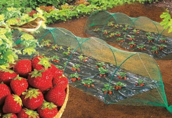 Wie man Erdbeeren vor Vögeln schützt