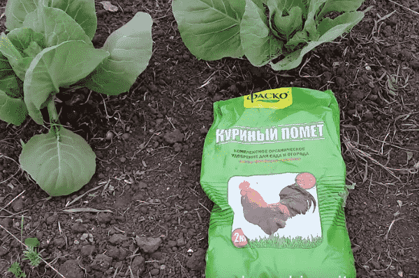 chicken manure for cabbage