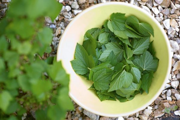 cueillette de feuilles de groseille