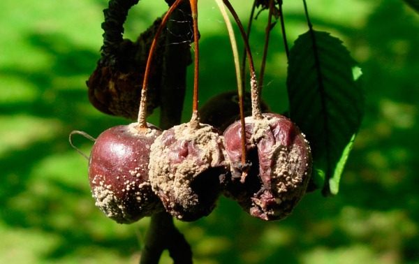 moniliosi sui frutti