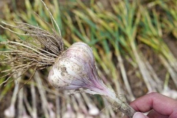 storing garlic