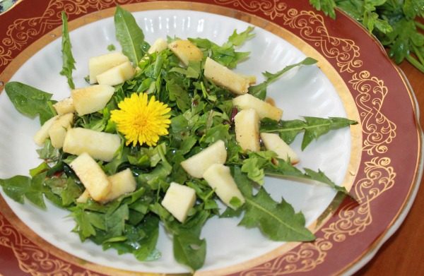 karahindiba salatası