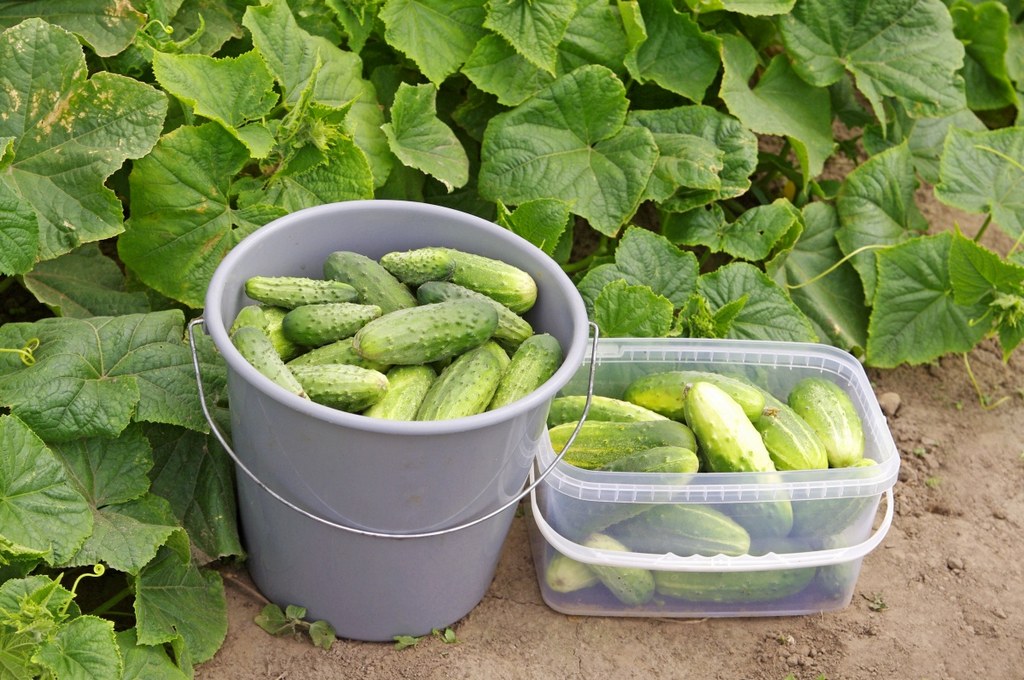 Growing cucumbers