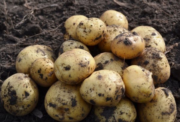 variété de pomme de terre à haut rendement