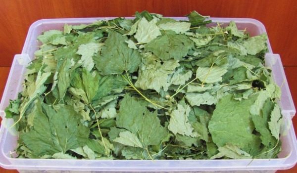feuilles de groseilles séchées