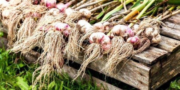digging up garlic