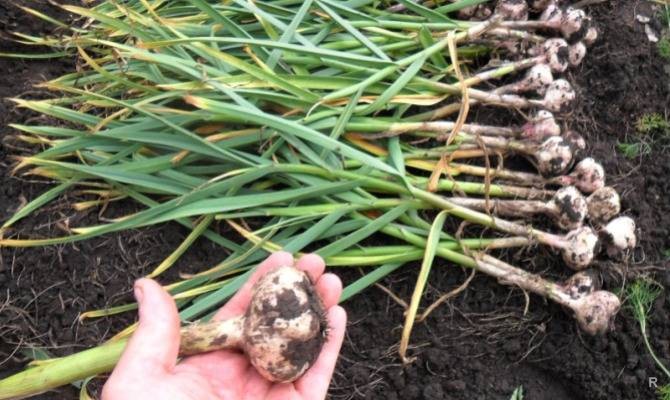 Knoblauch