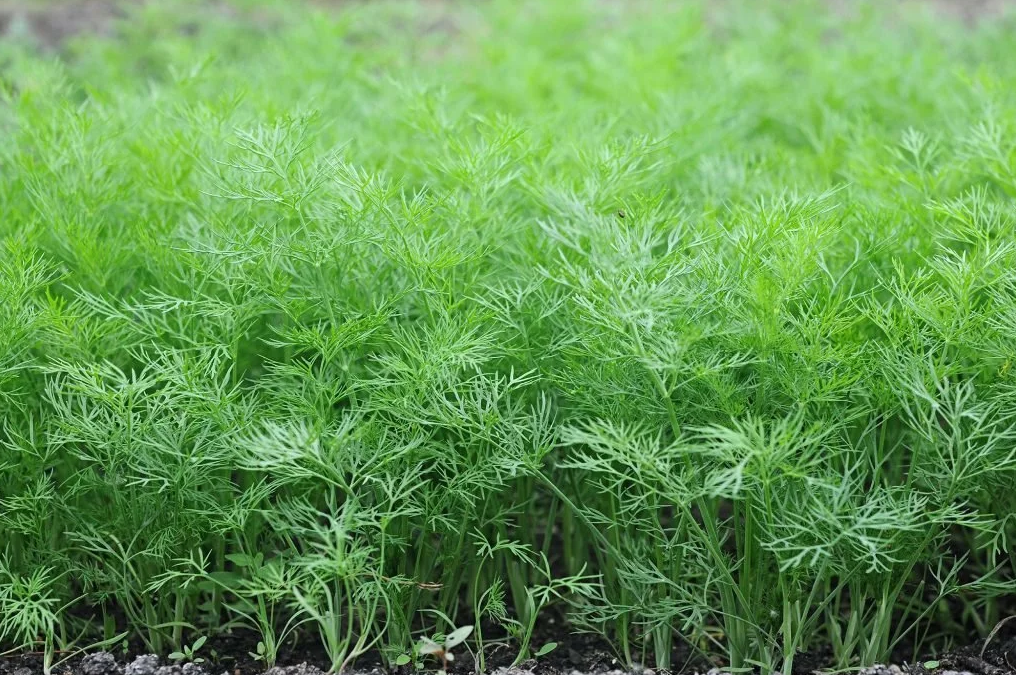 Dill