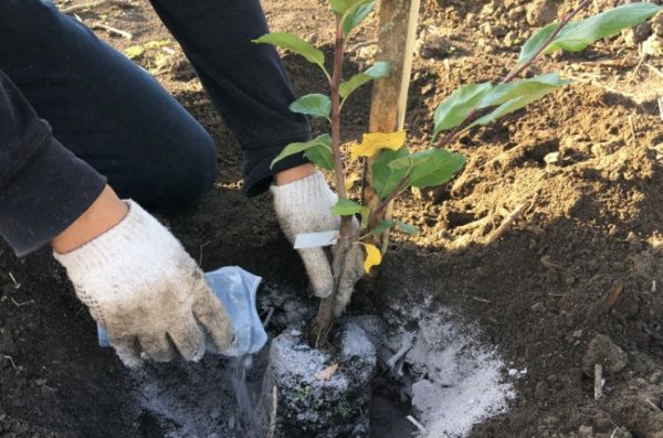 fertilisation du chèvrefeuille