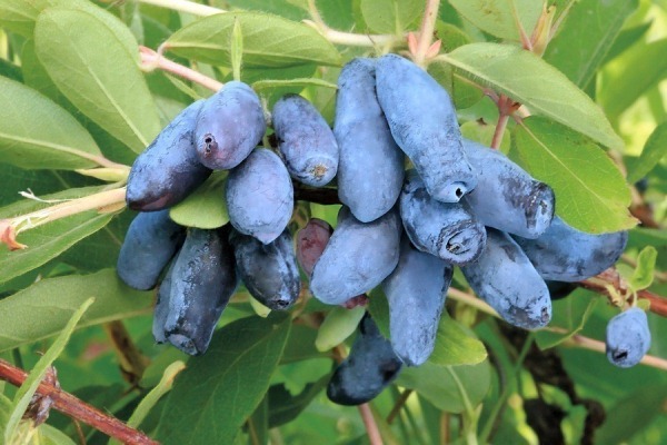 Geißblatt