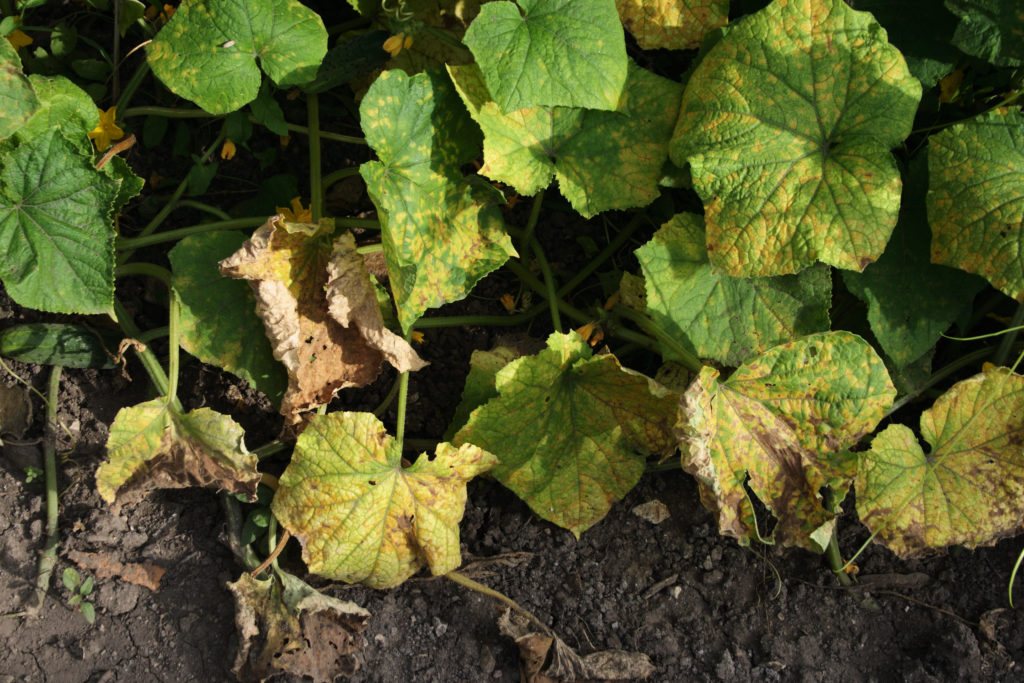 Les feuilles du concombre ont jauni.