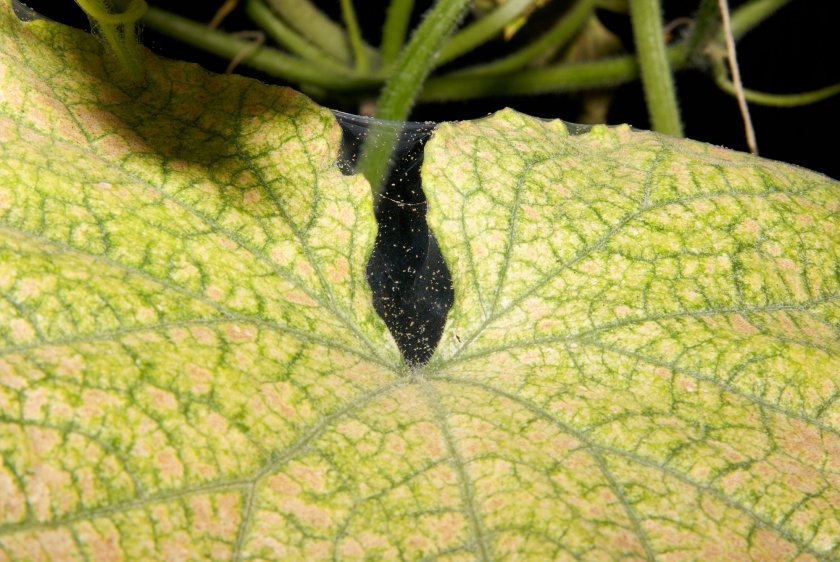 toiles d'araignée sur les feuilles de concombre
