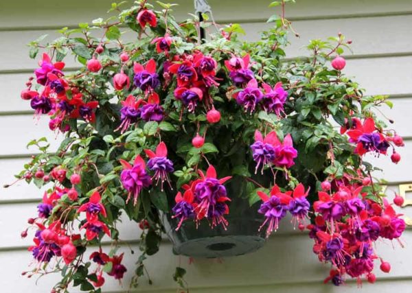 Hängetopf mit Fuchsia