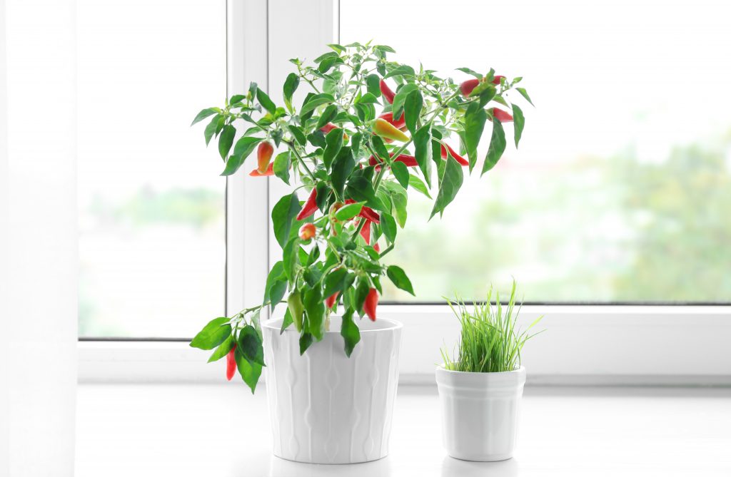 Piments : Culture à domicile, variétés, plantation et entretien, photos