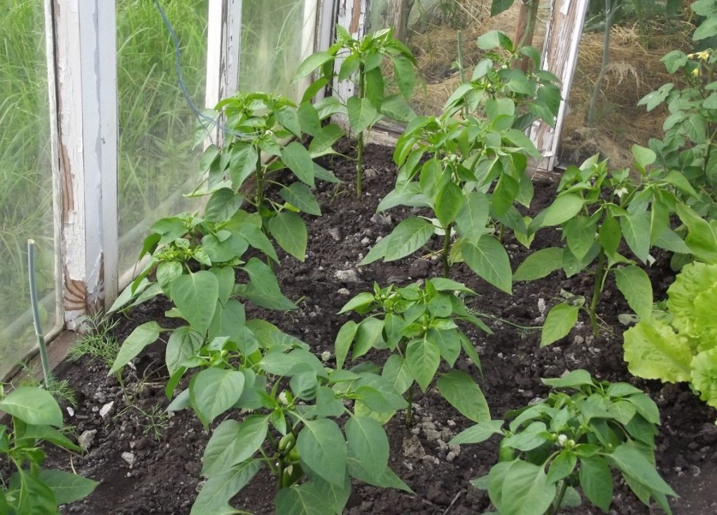 Les poivrons ne poussent pas bien après avoir été plantés en serre : raisons, solutions et engrais.
