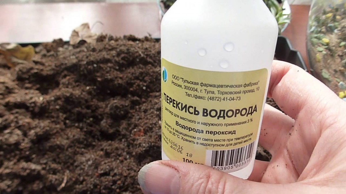 Fertilisation des concombres avec du peroxyde d'hydrogène : mode d'emploi et préparation