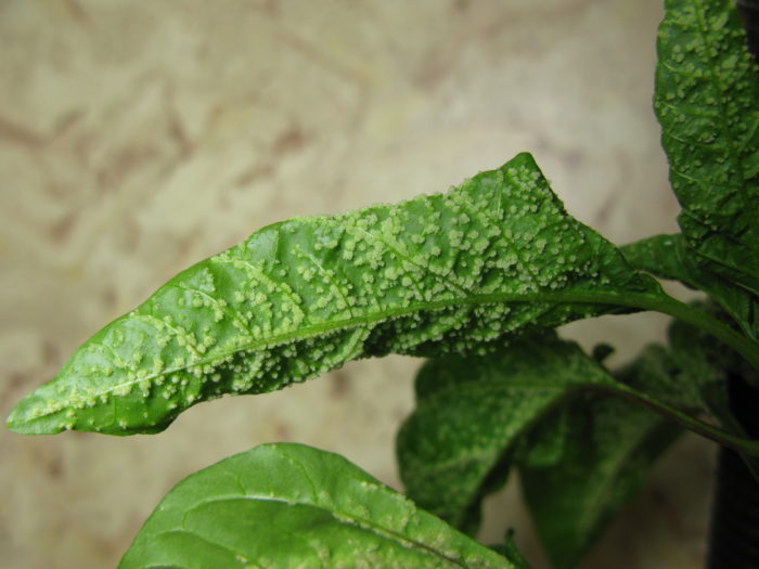 Pourquoi les feuilles de poivron développent-elles des boutons ? Causes, traitement et prévention.