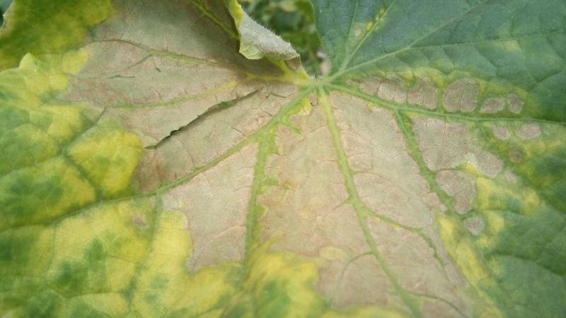 Taches rouillées sur les feuilles de concombre : causes et traitement