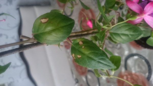 Fuchsienkrankheiten