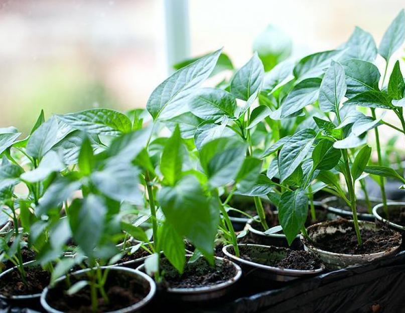jeunes plants de poivron