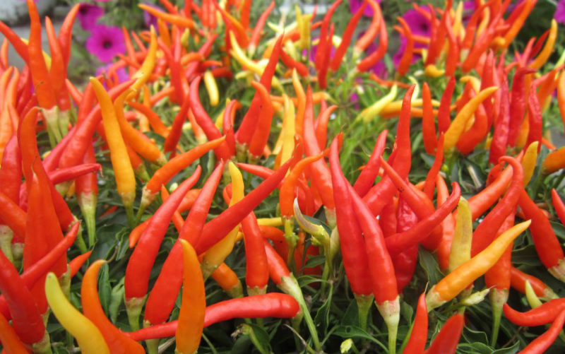 poivrons multicolores