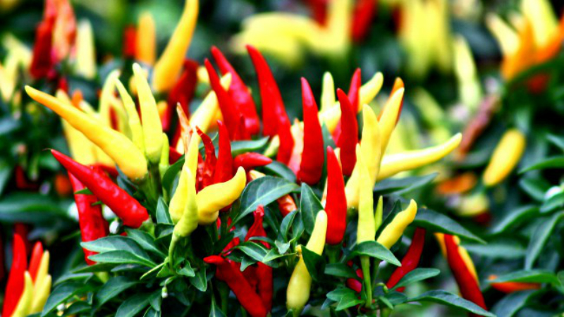 récolte de piments forts
