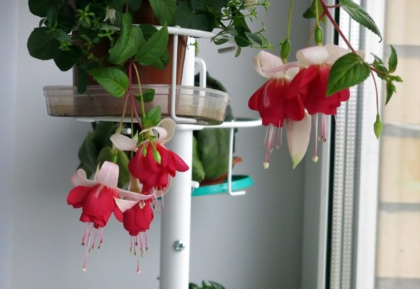 Fuchsie
