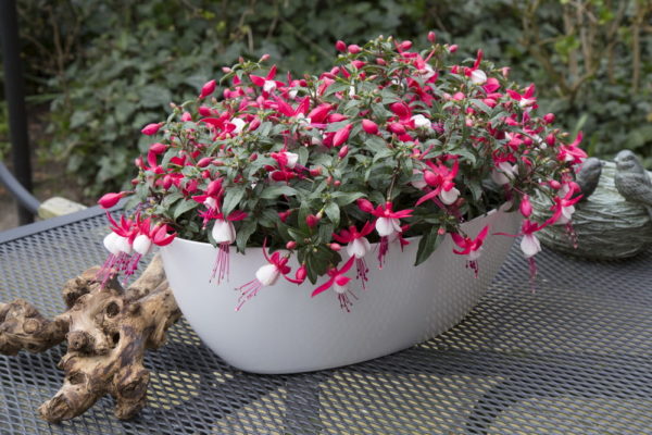 Fuchsie