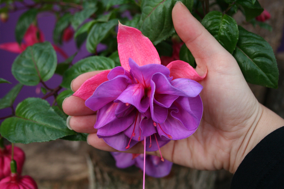 Fuchsie