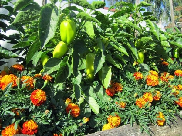 Was sollte man nach Paprika nicht anpflanzen?