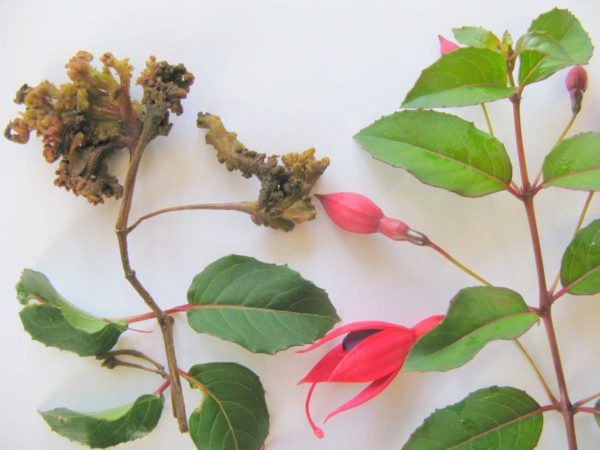 Fuchsienkrankheiten