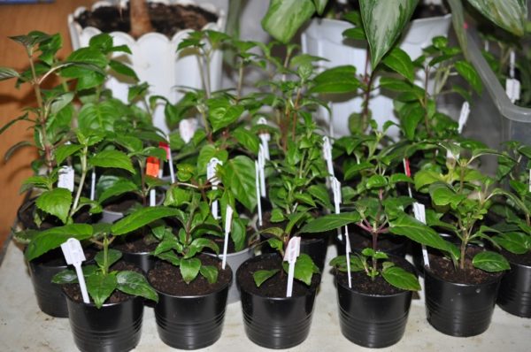 Fuchsienstecklinge