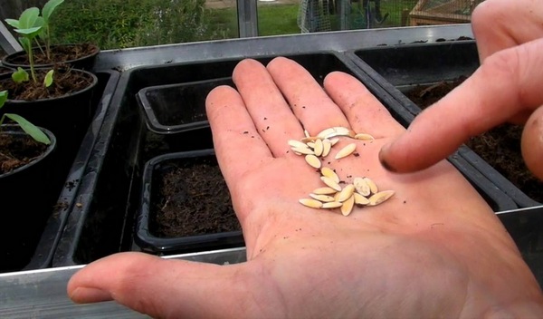 Comment tester la germination des graines de concombre