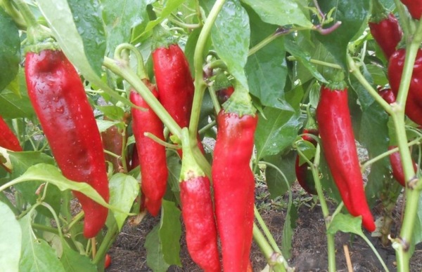 Caractéristiques de la culture des piments forts