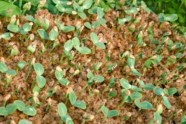 how to grow seedlings in sawdust